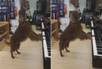 Пёс-меломан проверил настройку пианино и исполнил блюз в музыкальном магазине в Финляндии (Видео)