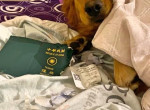 Пёс, разорвав паспорт, спас свою хозяйку от поездки в охваченный эпидемией город 1