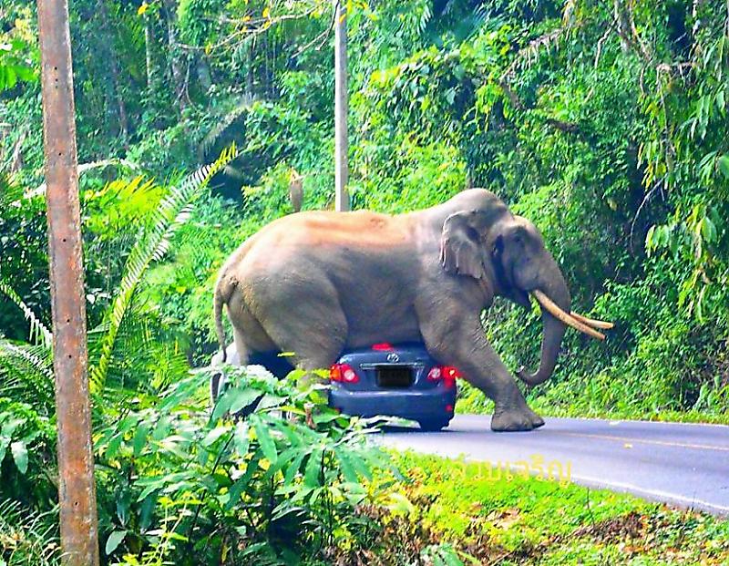 Любвеобильный слон перегородил дорогу туристу и устроил «краш-тест» его автомобилю ▶
