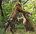 Тигры не поделили самку на глазах у туристов в индийском лесу 1