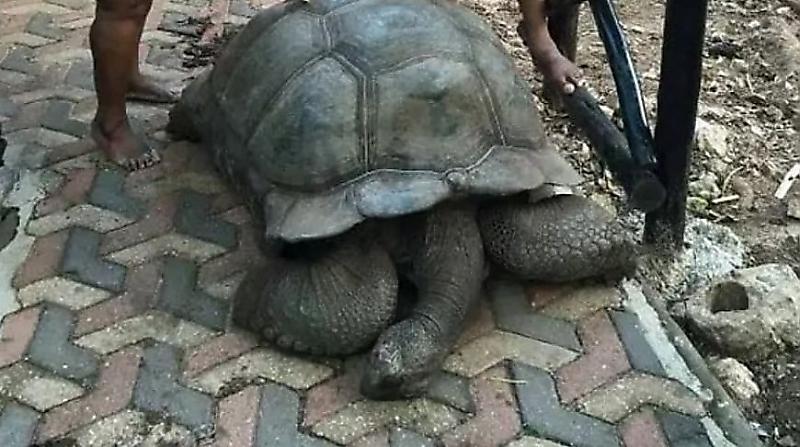 В Нигерии умерла старейшая 344-летняя черепаха