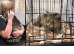 Блудный кот спустя 11 лет воссоединился со своими хозяевами ▶