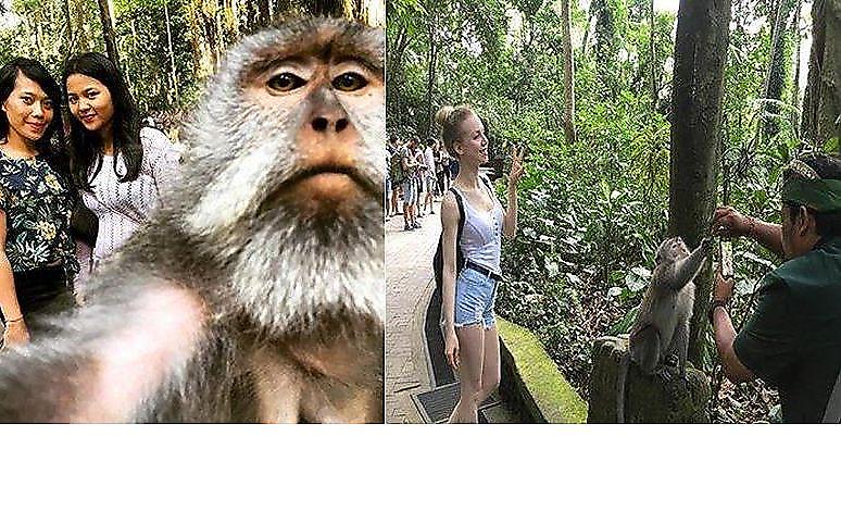 Дерзкая обезьяна, нарушившая семейное селфи, показала, что она думает о туристах