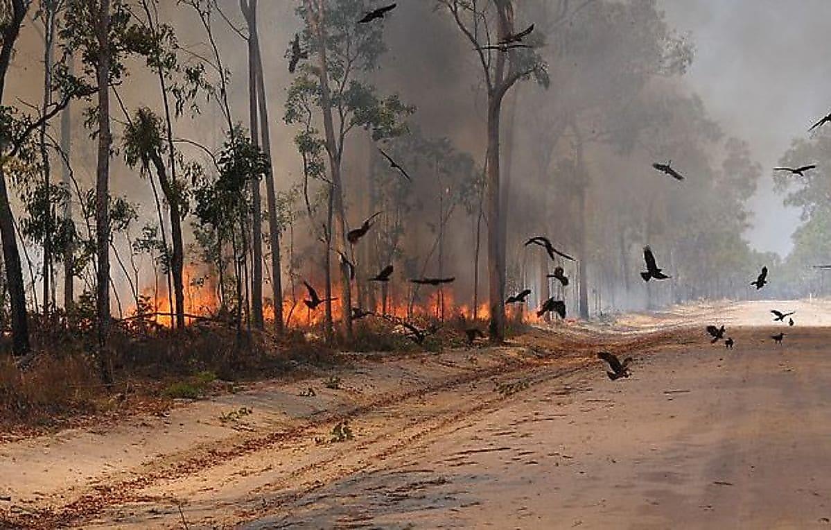 Хищные птицы способствуют распространению пожаров в Австралии