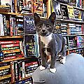 Книжный магазин, ставший питомником для котят, пользуется огромной популярностью в Канаде 1