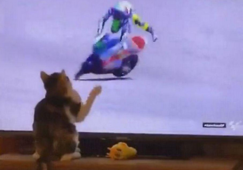 Коварный кот «лишил» гонщика мотоцикла, наблюдая за мотозаездом по телевизору ▶