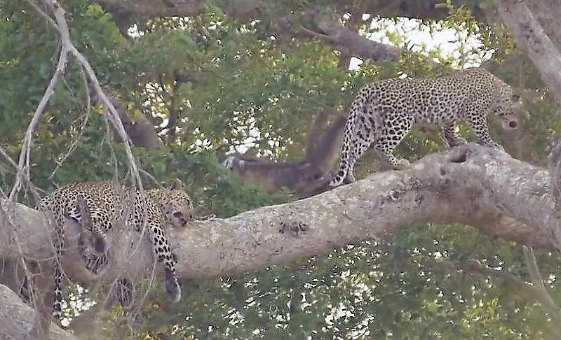 Ленивый самец леопарда отказался исполнять «супружеские обязанности» в африканском парке ▶