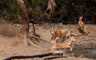 Неудачная охота: тигр устроил засаду на оленей в индийском заповеднике (Видео) 3