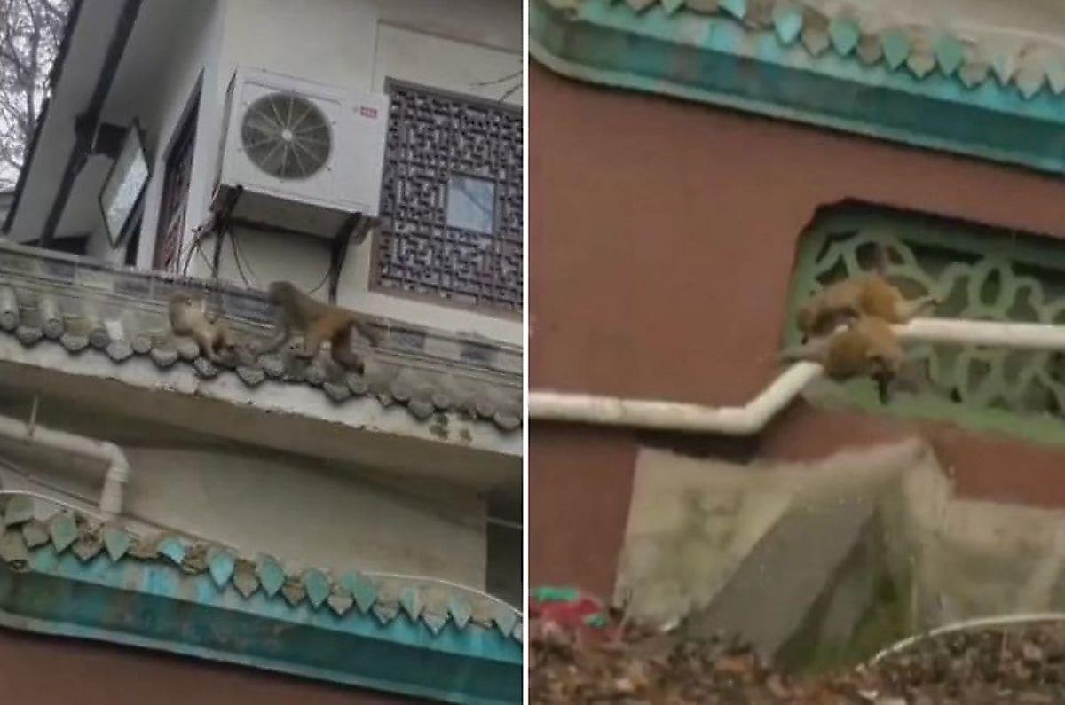 Обезьяна спасла своего сородича, поражённого током на крыше дома в Китае