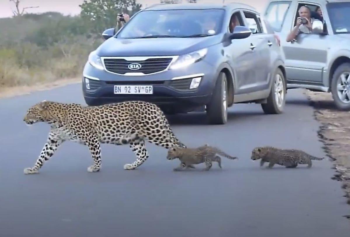 Самка леопарда показала детёнышам, как правильно переходить дорогу