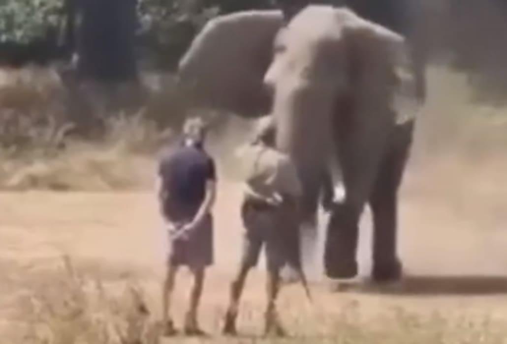 Слон проверил на прочность нервы рейнджеров и попал на видео в ЮАР