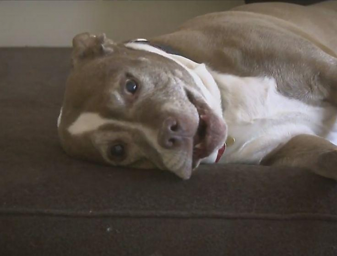 Собака, учуявшая запах газа, привела полицейских в дом своих хозяев ▶