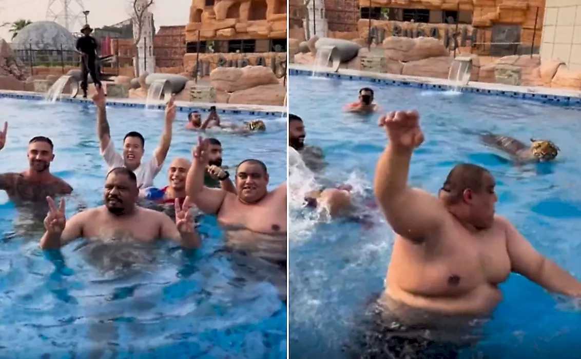 Тигр разогнал фотографирующихся в бассейне туристов - видео