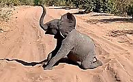 Игривый слонёнок привлёк внимание туристов и заблокировал дорогу в заповеднике ▶