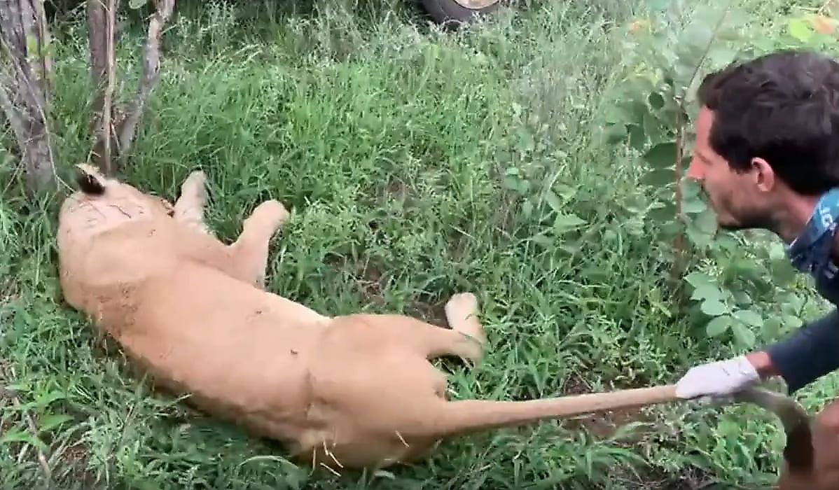 Ветеринары сняли проволоку с шеи усыплённой львицы в ЮАР