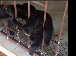 Забавный момент преодоления ограды щенком при помощи котёнка, попал на видео в Тайланде