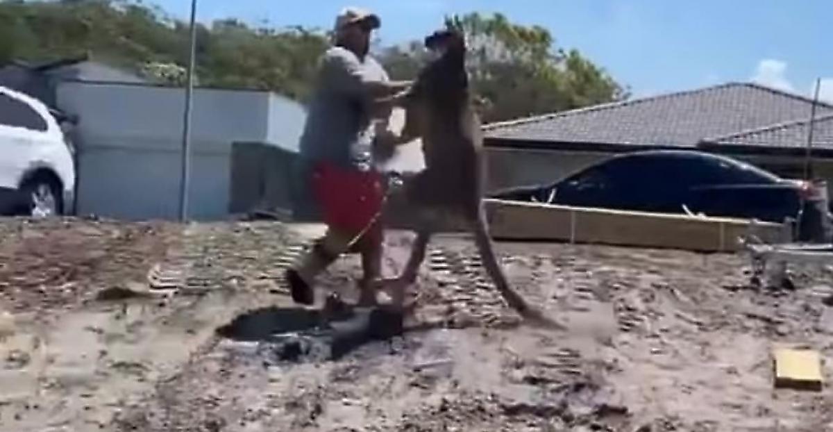 Злой кенгуру дал по лицу австралийцу, прогоняющему его из жилища