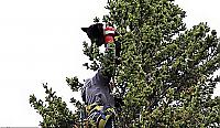 Альпинист спас двух осиротевших медвежат, застрявших на верхушке дерева ▶ 3