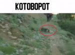Драка скатившихся с холма котов попала на видео и удивила туристов