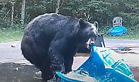Медведи повадились ломать детские бассейны, оставленные на заднем дворе жилища - видео