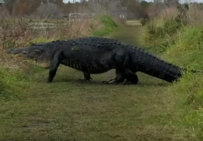Огромный крокодил, сменивший водоём, привлёк внимание пары туристов (Видео)