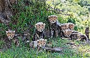 Плодовитая самка гепарда родила семерых детёнышей в заповеднике Масаи-Мара ▶ 10