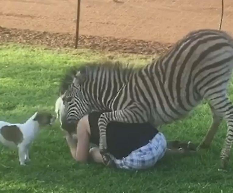 Ревнивая зебра оградила свою хозяйку от общества наглых псов ▶
