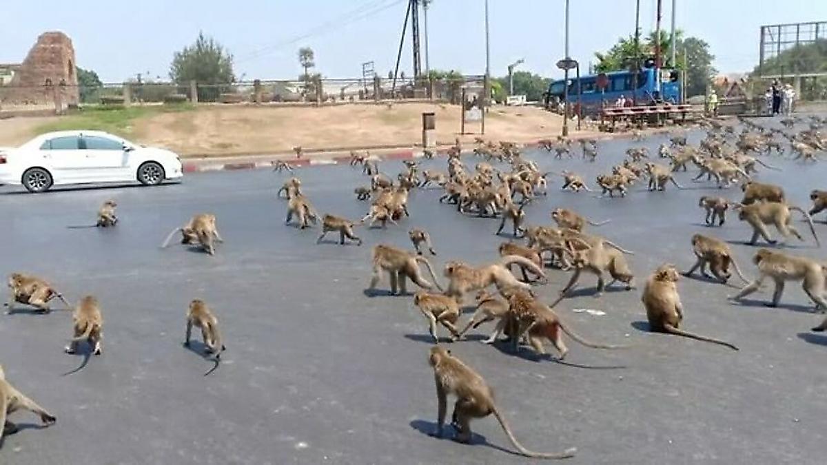 Стаи голодающих из-за коронавируса обезьян вынуждены драться за еду в Таиланде