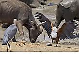 Жадный орлан, защищая рыбу, устроил потасовку с сородичем, аистами и буйволами в ЮАР
