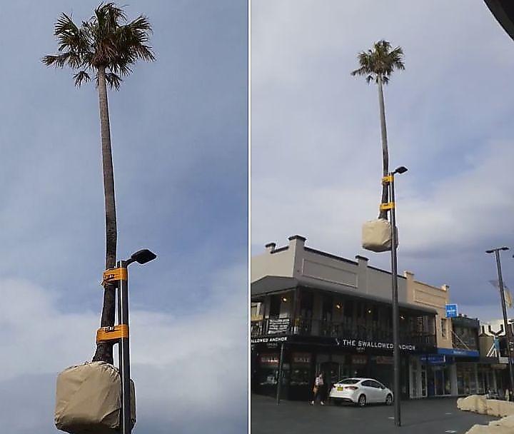 Австралийские креативщики примотали пальму к фонарному столбу ▶