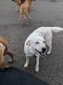 Идеальный снимок: 30 псов приняли участие в коллективном селфи в американском питомнике 4
