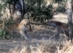 Гиена проиграла леопарду в противостоянии по перетягиванию добычи