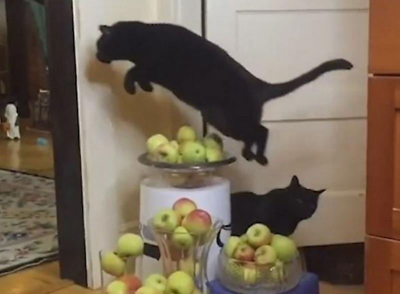 Кошка, одержимая прыжками, берёт новые высоты в квартире своих хозяев ▶
