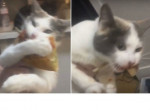 Кошка, стащив пиццу, отказалась делиться лакомством с хозяйкой