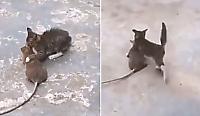 Котёнок не испугался огромной крысы и уволок её на глазах у опешившего туриста - видео