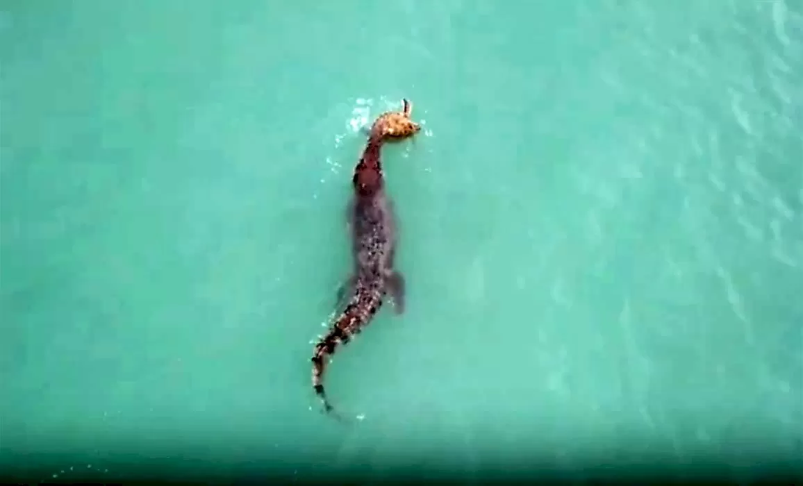 Крокодил не смог разнообразить черепахой свой рацион питания и попал на видео в Австралии
