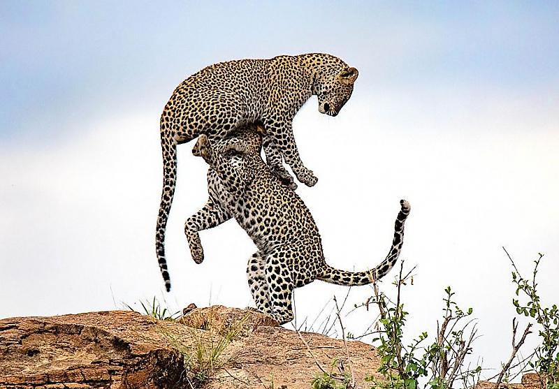 Леопарды-акробаты продемонстрировали свои способности фотографу в Кении