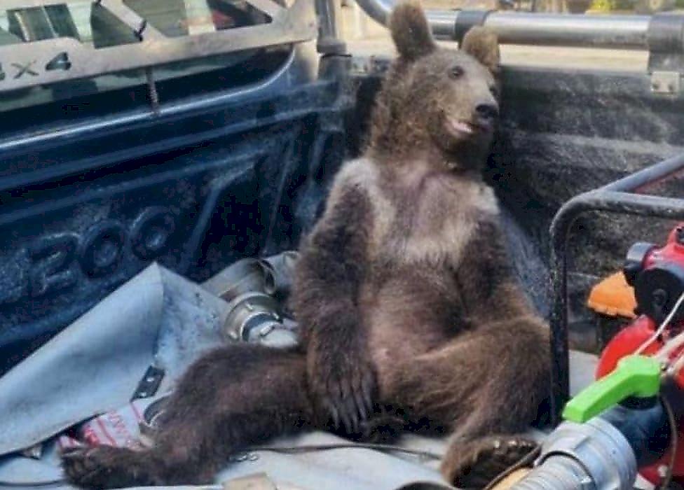 Медведь, переевший галлюциногенного мёда, был спасён в Турции