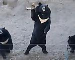 Медведи поприветствовали туристов из-за изгороди вольера в зоопарке ▶