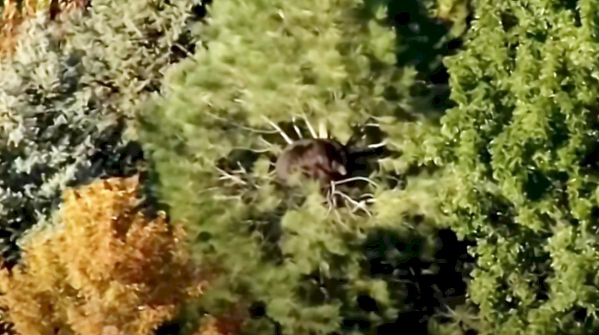 Подвыпивший медведь уснул на дереве и привлёк внимание СМИ
