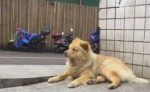 Преданный пёс, по 12 часов дожидающийся своего хозяина на вокзале, стал национальным героем в Китае
