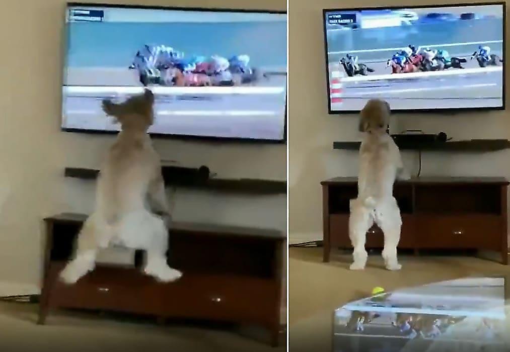 Пёс, устроивший скачки возле телевизора, позабавил сеть