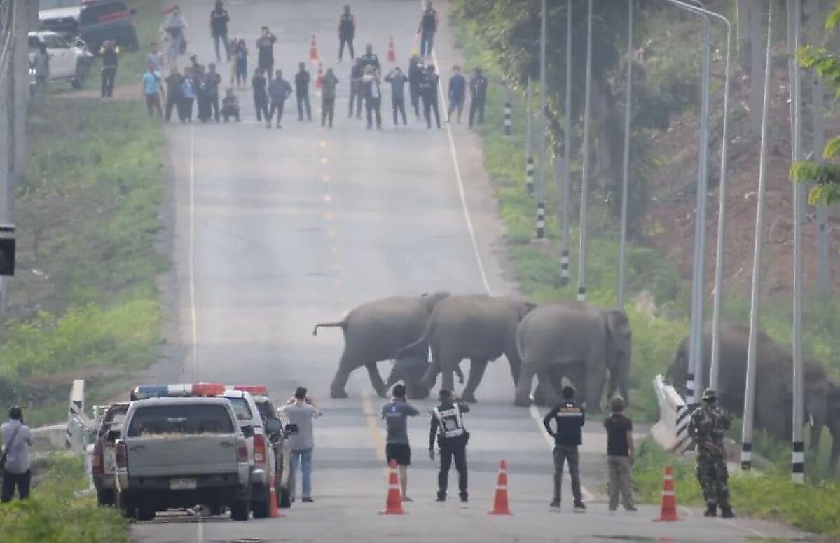 Стадо слонов, пересекая дорогу, остановило движение транспорта в Тайланде