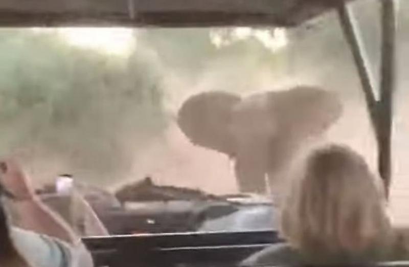 Свирепый слон сопроводил машину с туристами, заехавшими на его территорию ▶