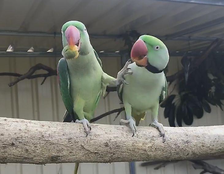 Забавное противостояние попугаев, не поделивших орех, попало на видеокамеру в Австралии ▶
