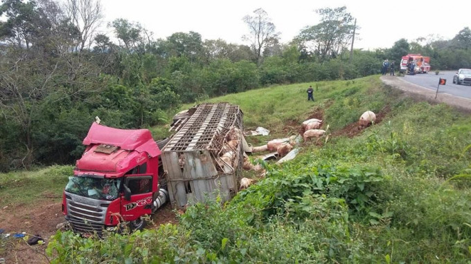 Жители деревни растащили свиней из перевернувшегося грузовика в Бразилии (Видео)