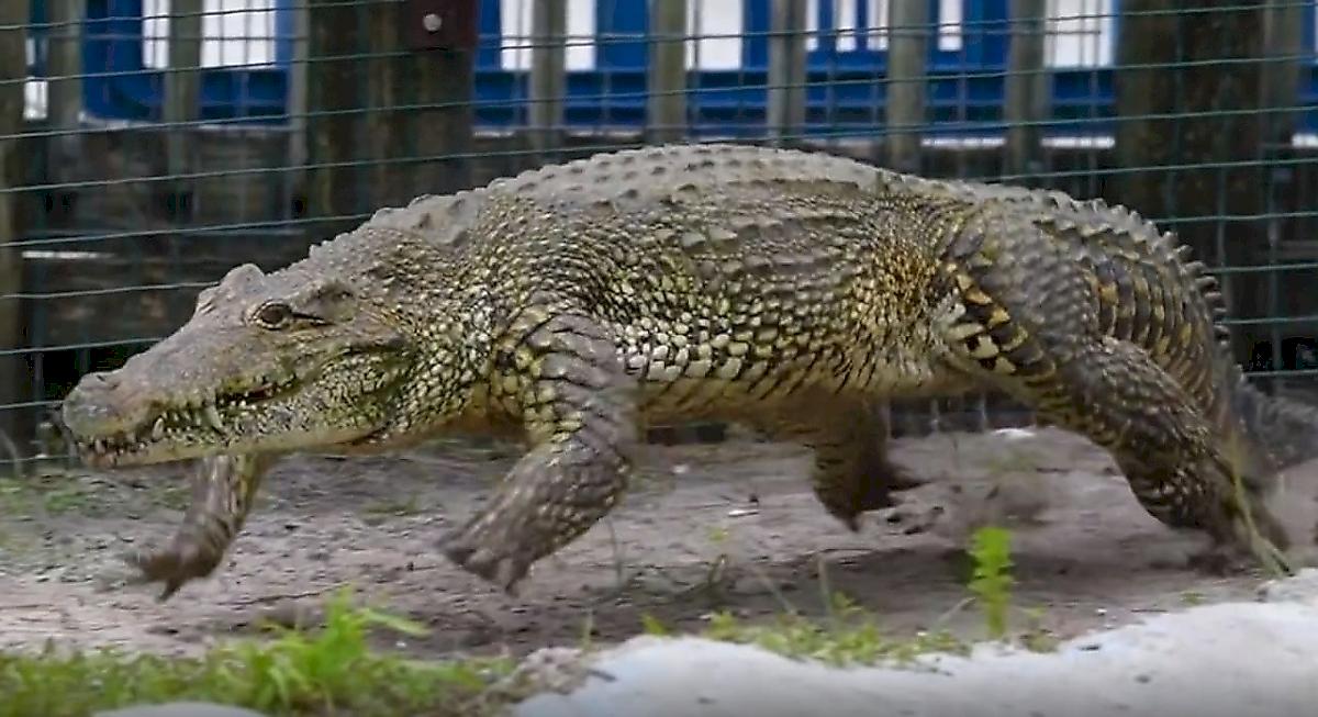 Бегущий галопом крокодил попал на видео и удивил сеть