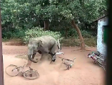 Бешеный слон устроил переполох в индийской деревне (Видео)