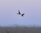 Британский фотограф стал свидетелем воздушного боя за добычу между совой и соколом 0
