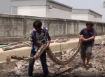 Кровожадный питон, истребивший собачью свору, был пойман в Тайланде